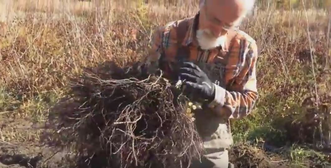 Harvesting Black Cohosh with Michael 'Skeeter' Pilarski